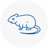 Rat Control Wrexham