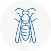 Wrexham Wasp Nest Removal